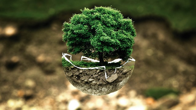 image of tree growing