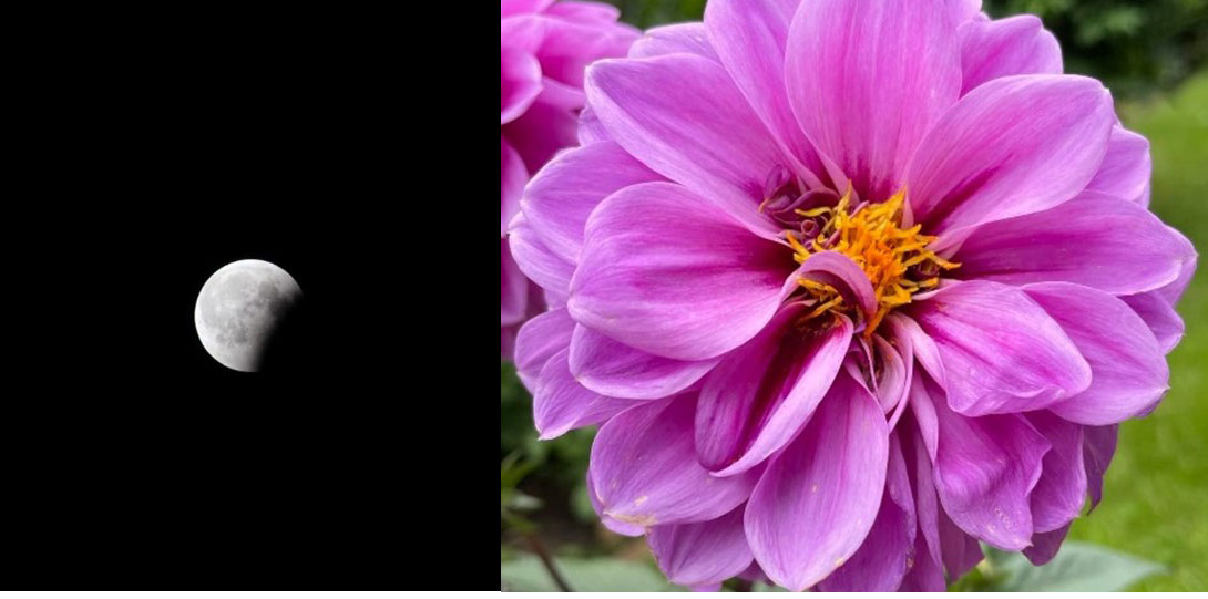 Moon and flower images